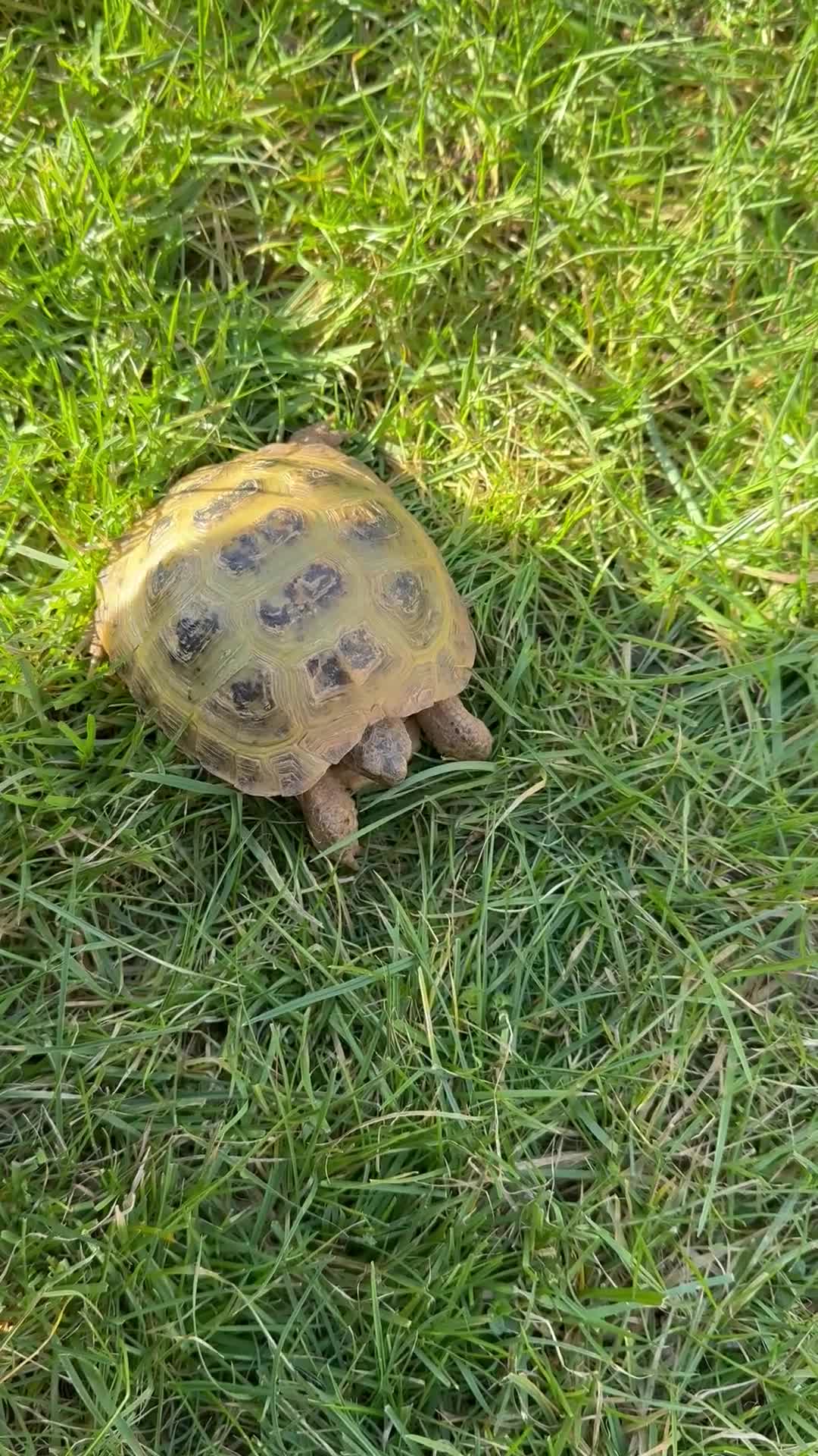 Tortoise reptiles for sale: Horsefield tortoise  - Video 1