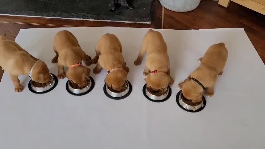 Labrador Retriever dogs for sale: ❤️ 🐾 KC registered Fox Red Labrador Pups, Angus - Video 3