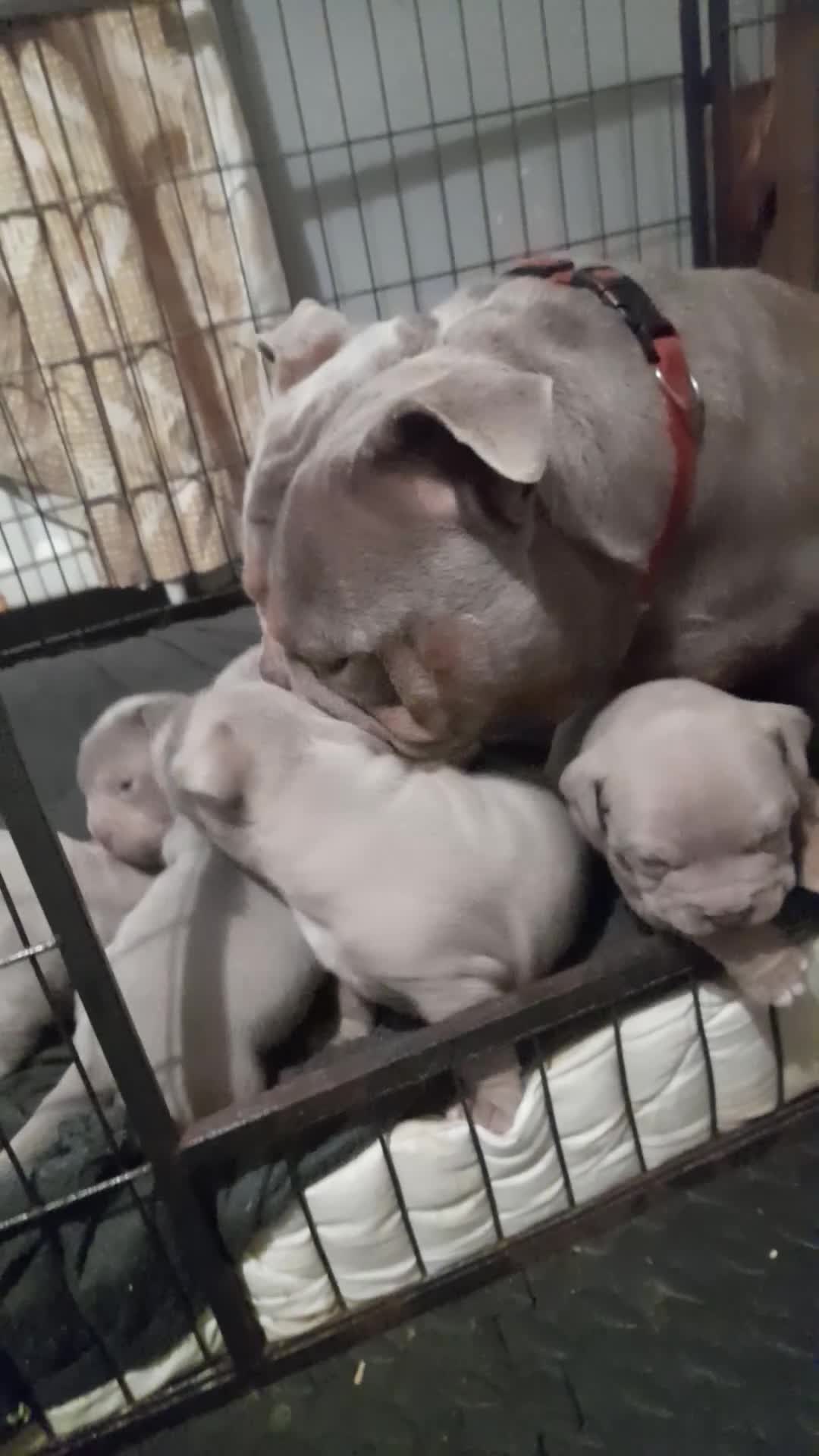 Mixed Breed dogs for sale: Exotic micro bullys - Video 1