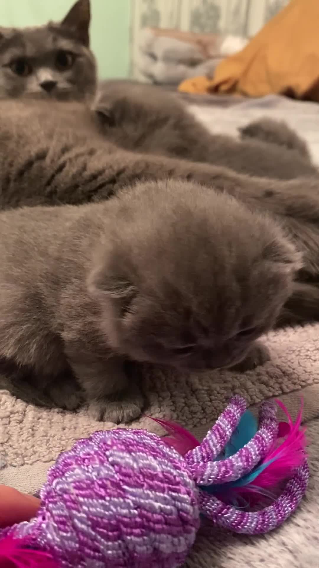 British Shorthair cats for sale: Gorgeous Pedigree British Blue Kittens - Video 3