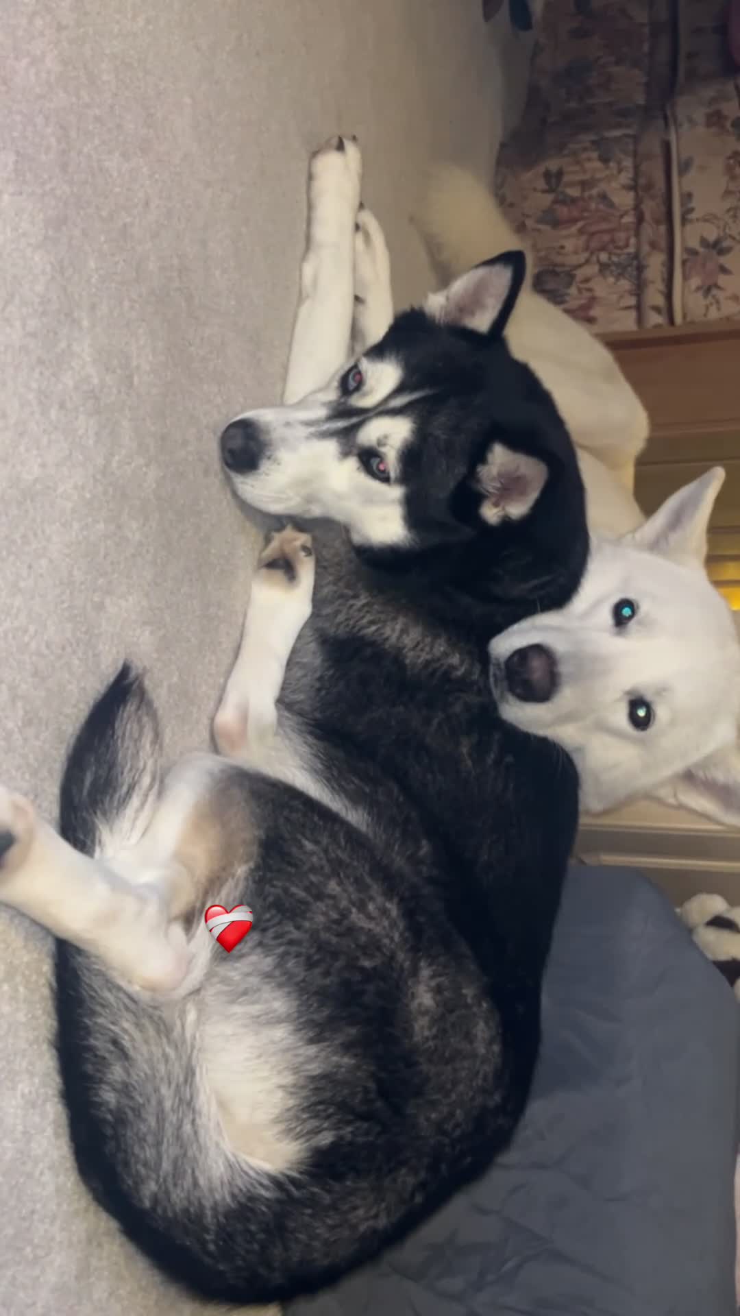 Siberian Husky dogs for sale: Full SiberianHusky Looking for a Loving Home - Video 5