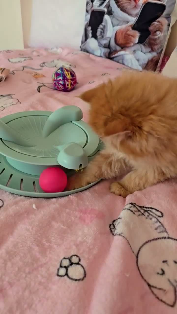 Persian cats for sale: Stunning  red tabby  persian  - Video 1