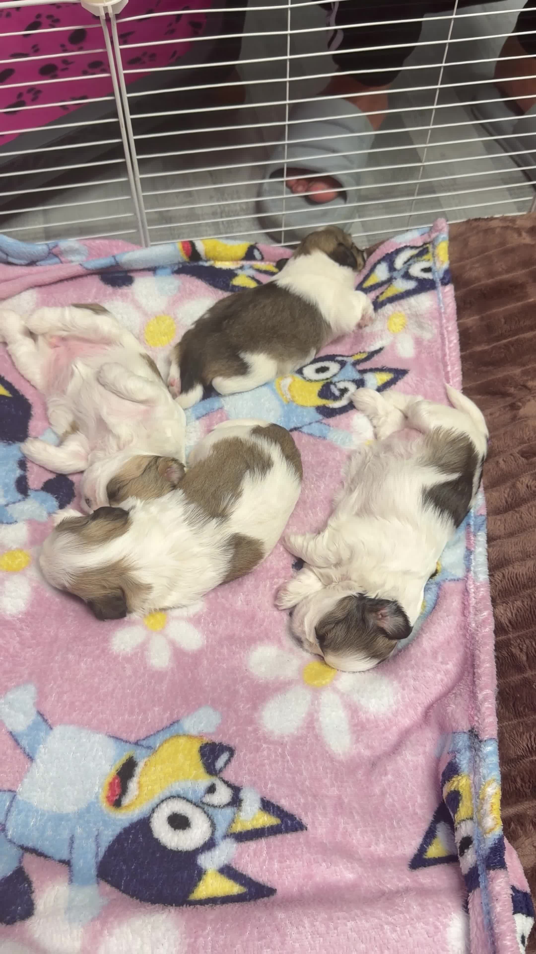 Mixed Breed dogs for sale: Meet Our Sweet Shih Tzu Puppies-1Boy&1Girl  - Video 1