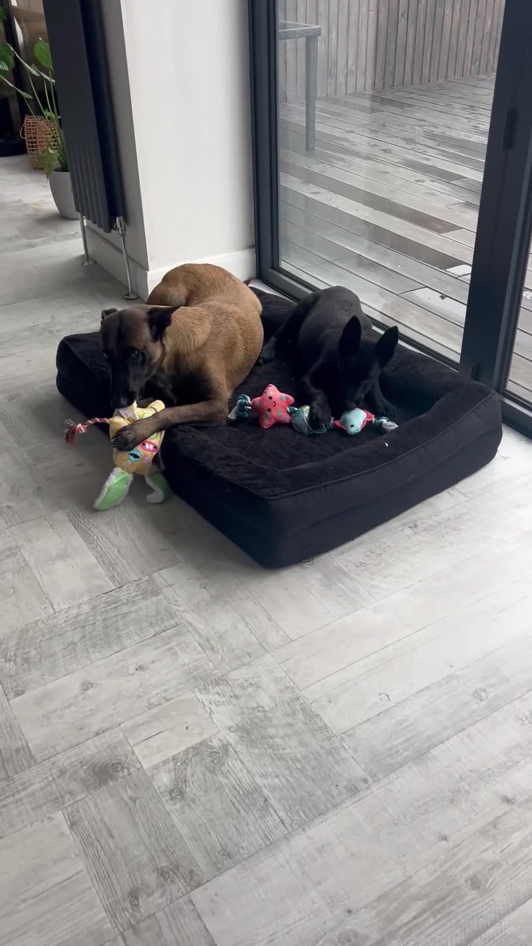 Belgian Shepherd Dog dogs for sale: Malinois  - Video 1