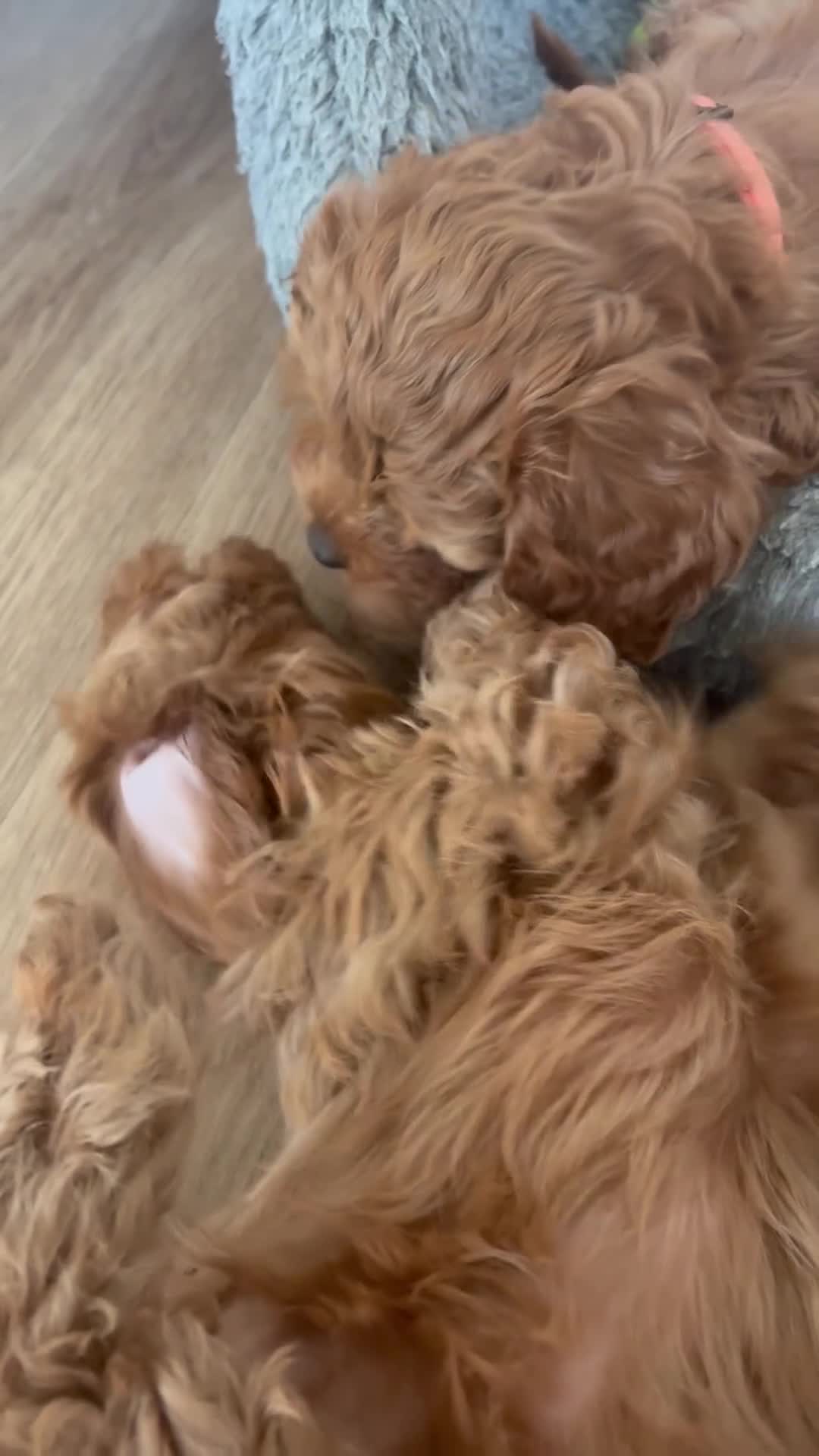 Cavapoo dogs for sale: Stunning Red F1b cavapoo puppies - Video 1