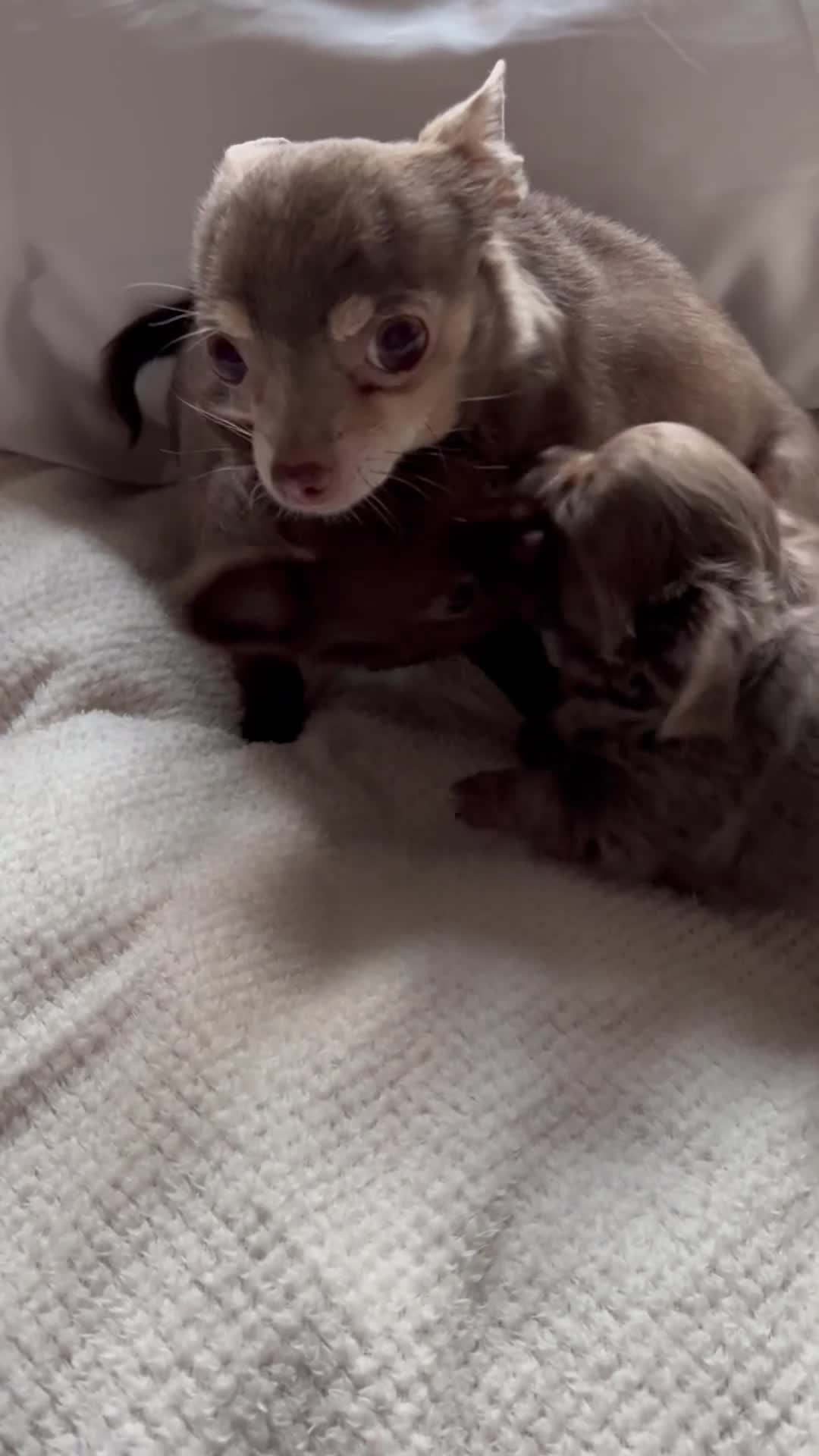 Chihuahua dogs for sale: Precious Tiny Chelsea Chihuahuas  - Video 1
