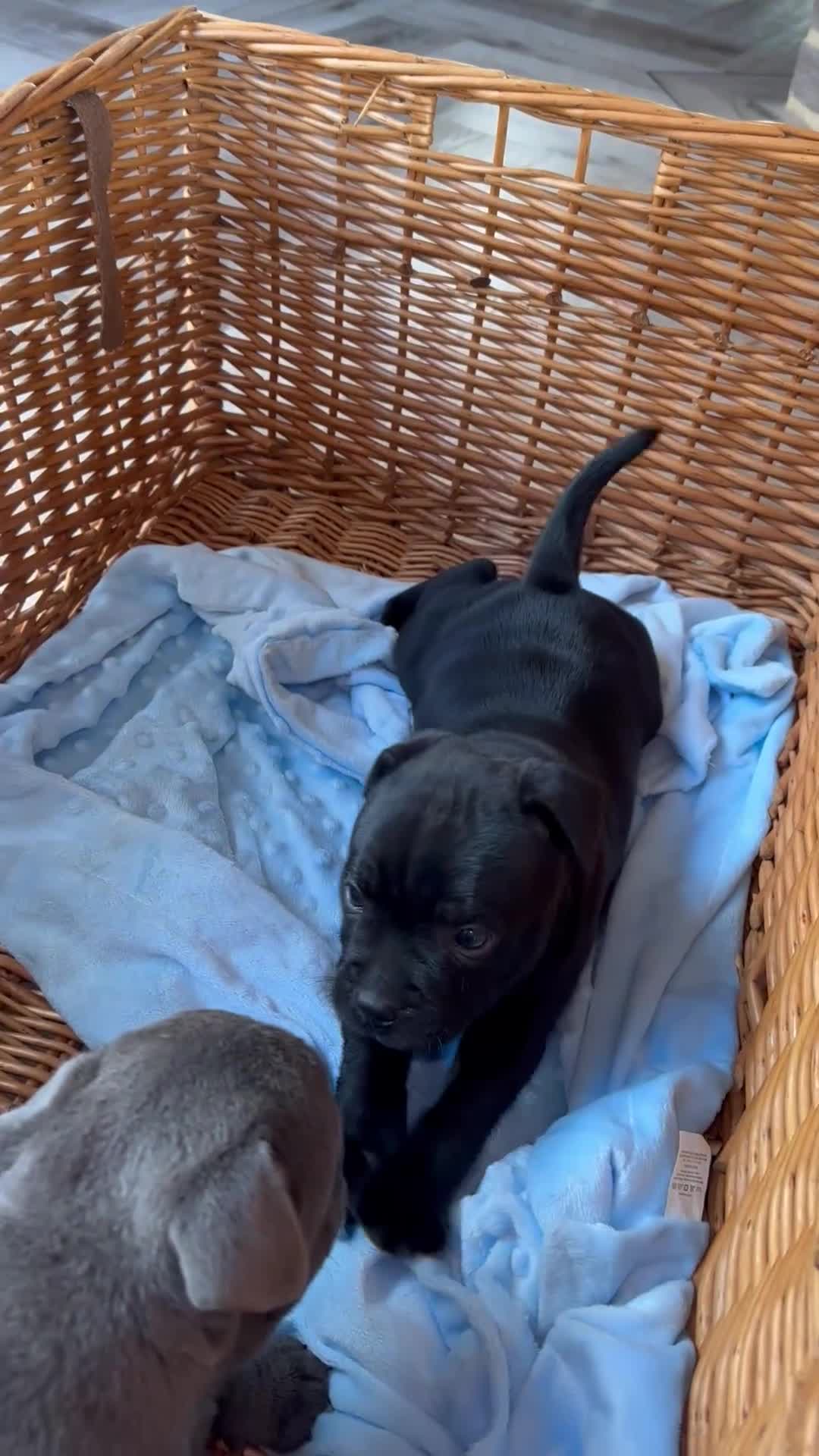 Staffordshire Bull Terrier dogs for sale: 💙 champion Staffordshire bull terriers for sale💙 in Durham - Video 1