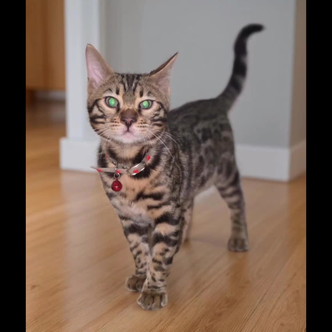 Bengal cats for sale: Soton Savannah (bengal)  - Video 1