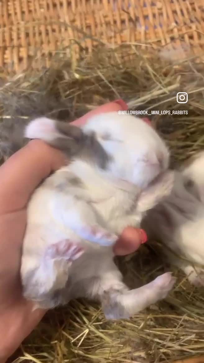 Mini Lop rabbits for sale: Beautiful pure bred mini lops blue eyes  - Video 2