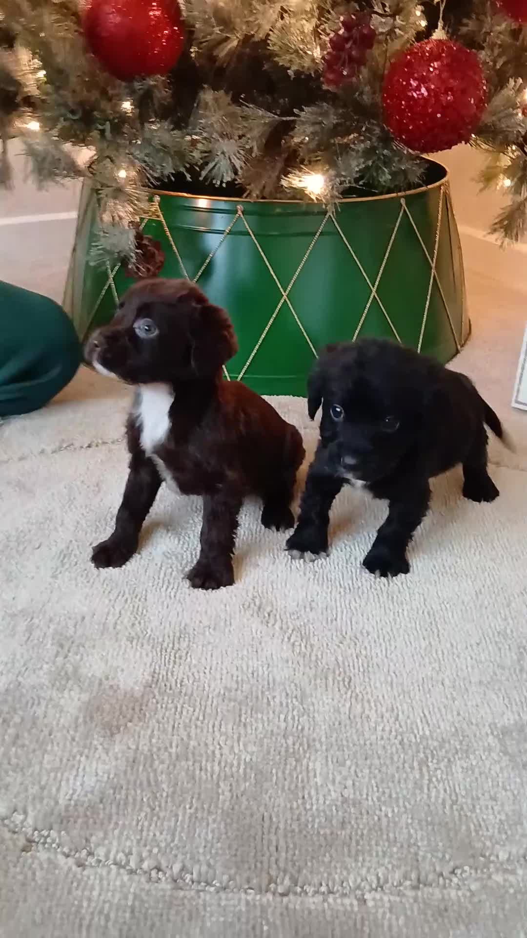 Cocker Spaniel dogs for sale: 2 beautiful cocker spaniel pups ready now - Video 1