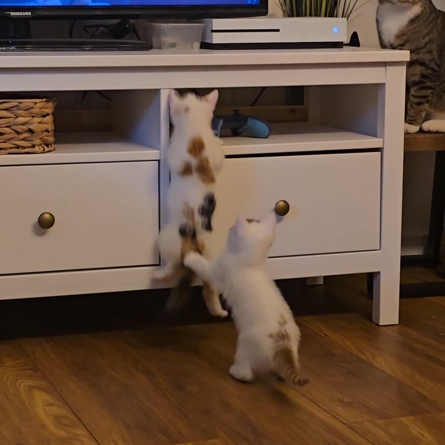 Mixed Breed cats for sale: 4 boys and 2 girls Family-Raised, Well-Socialised  - Video 3