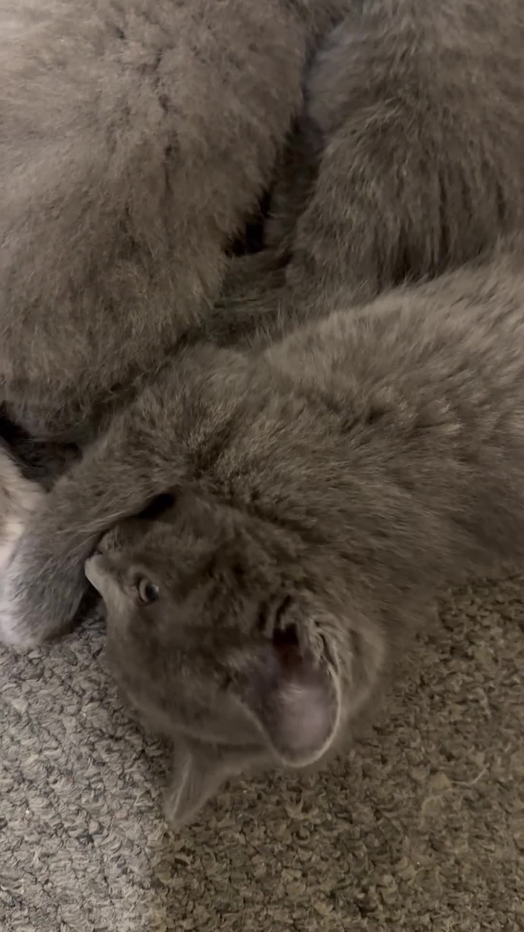 Ragdoll cats for sale: Ragdoll cross British blue kittens  - Video 2