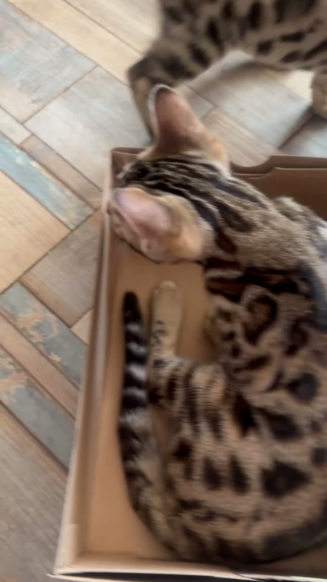 Bengal cats for sale: BENGAL in Norwich - Video 3