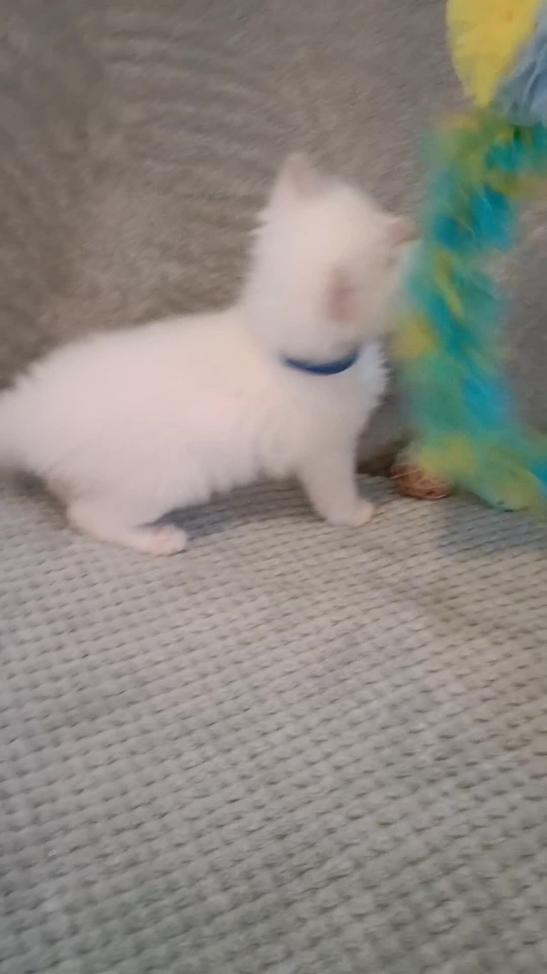 Ragdoll cats for sale: Beautiful  fawn point girl and boy - Video 1