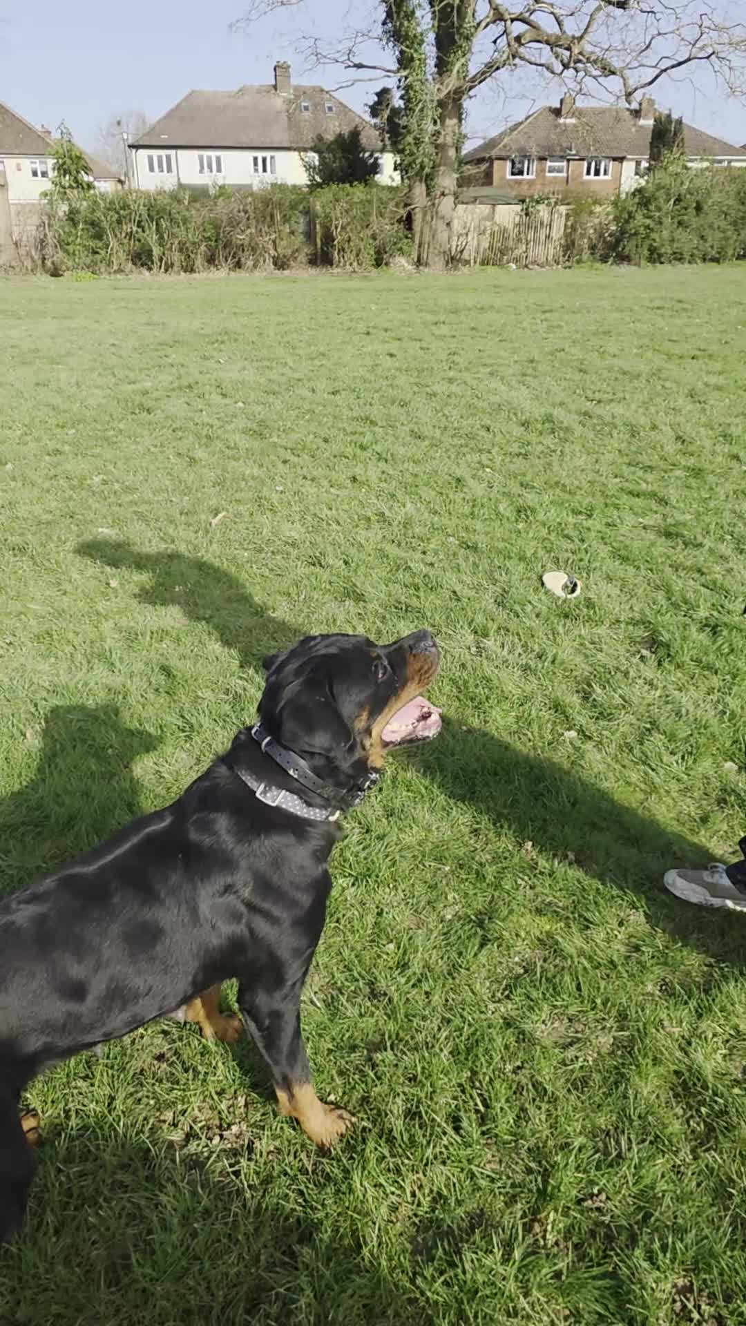 Rottweiler dogs for sale: Loyal Rottweiler Looking for Her Forever Home - Video 1