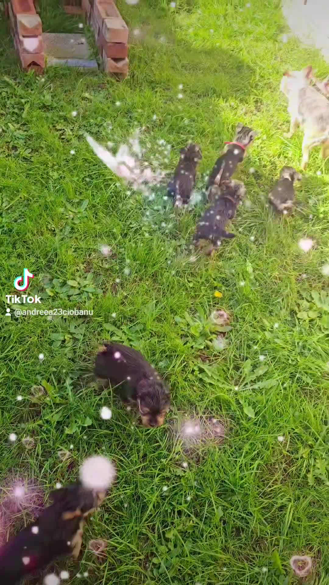 Yorkshire Terrier dogs for sale: Adorable Puppies Looking for Their Forever Homes - Video 3