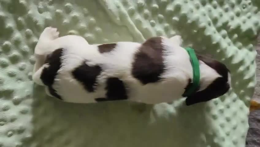 English Springer Spaniel dogs for sale: 2 beautiful ESS male puppies  - Video 1
