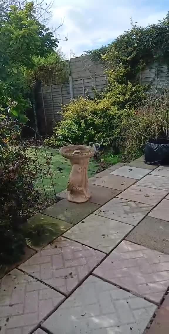 Whippet dogs for sale: Beautiful blue whippet puppy - Video 2