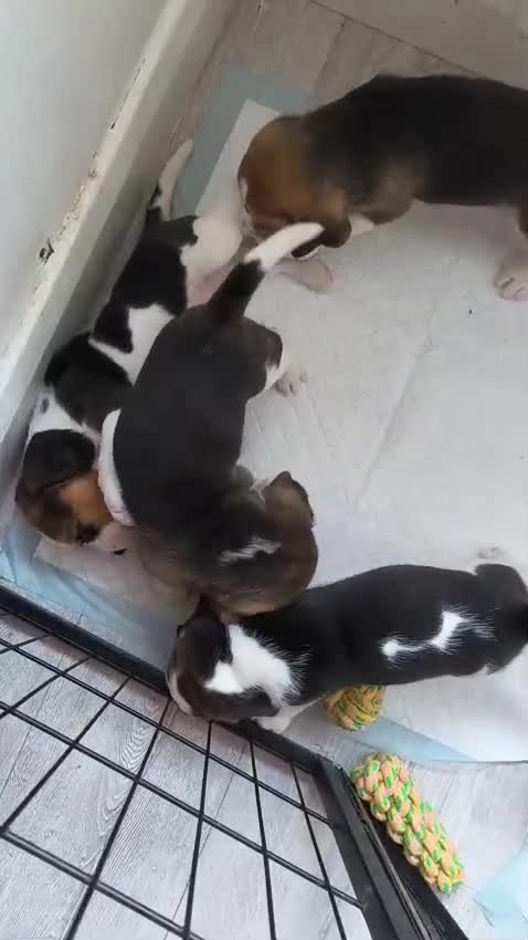 Beagle dogs for sale: Bundles of Beagle Joy Looking for Forever Homes in Epsom - Video 2