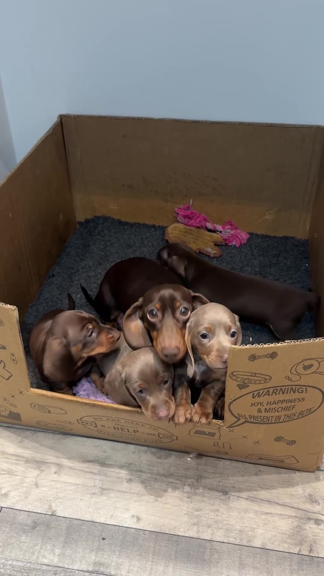 Miniature Dachshund dogs for sale: Miniature dachshund  - Video 1
