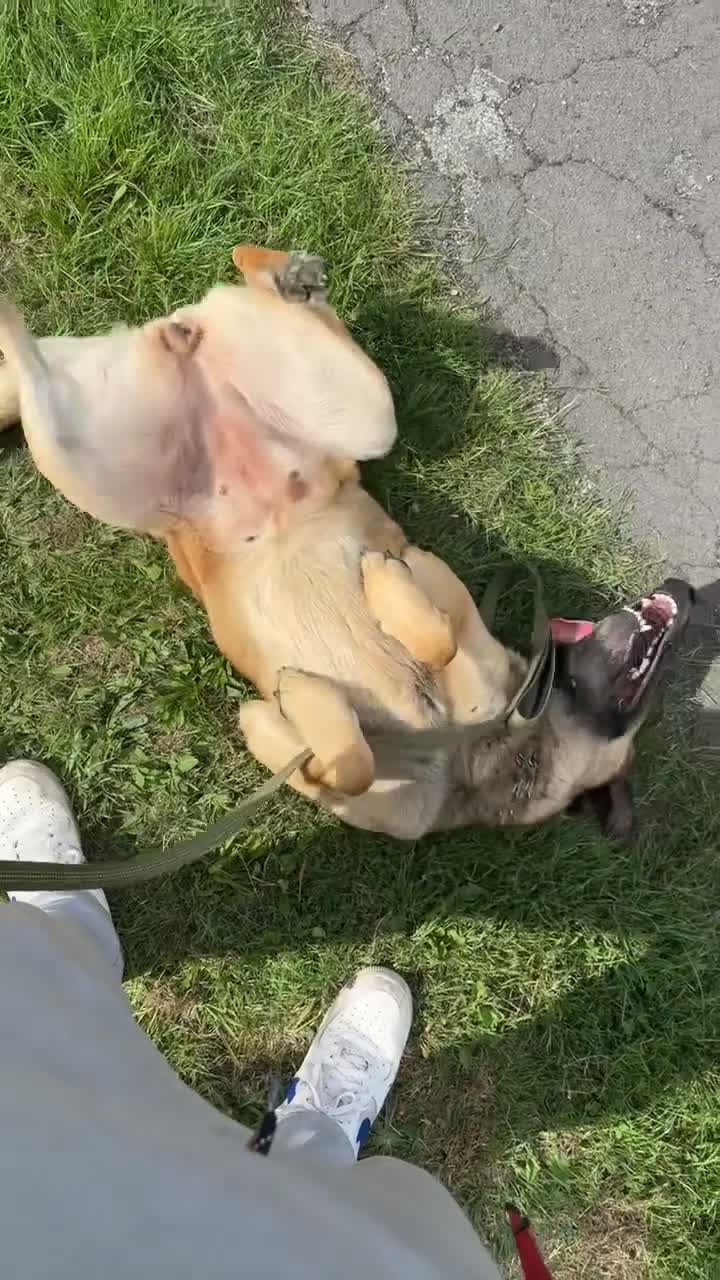 Mixed Breed dogs for sale: Roxy.  - Video 1