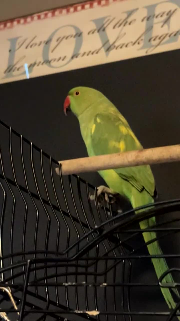 Ringnecks birds for sale: Indian ring neck  in Witham - Video 1