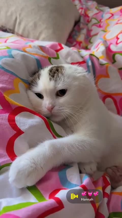 Scottish Fold cats for sale: Beautiful White Scottish FoldCat Friendly & Loving - Video 1