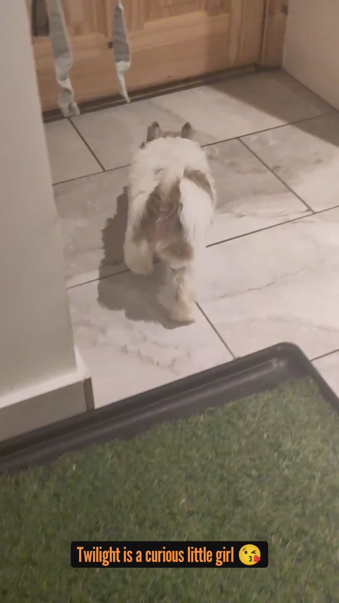 Yorkshire Terrier dogs for sale: Choc & White Yorkie Girl Blue eyes – Ready Now - Video 3