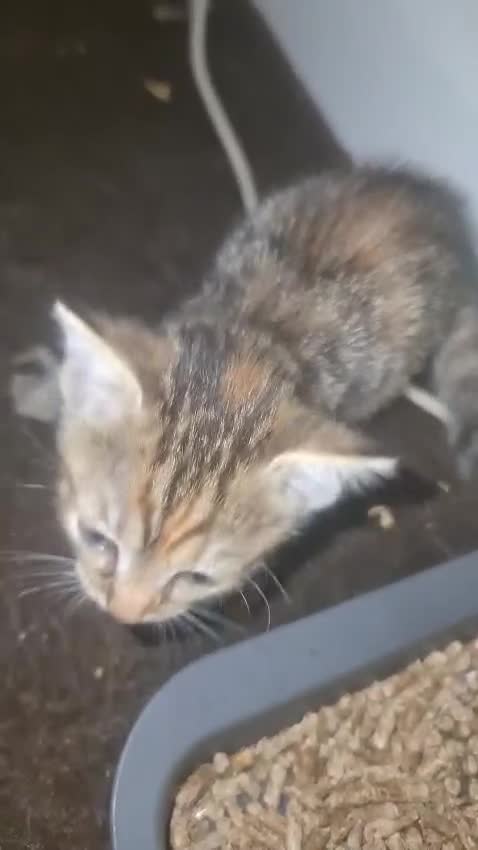 Mixed Breed cats for sale: 5 beautiful mixed breed kittens for sale. - Video 2