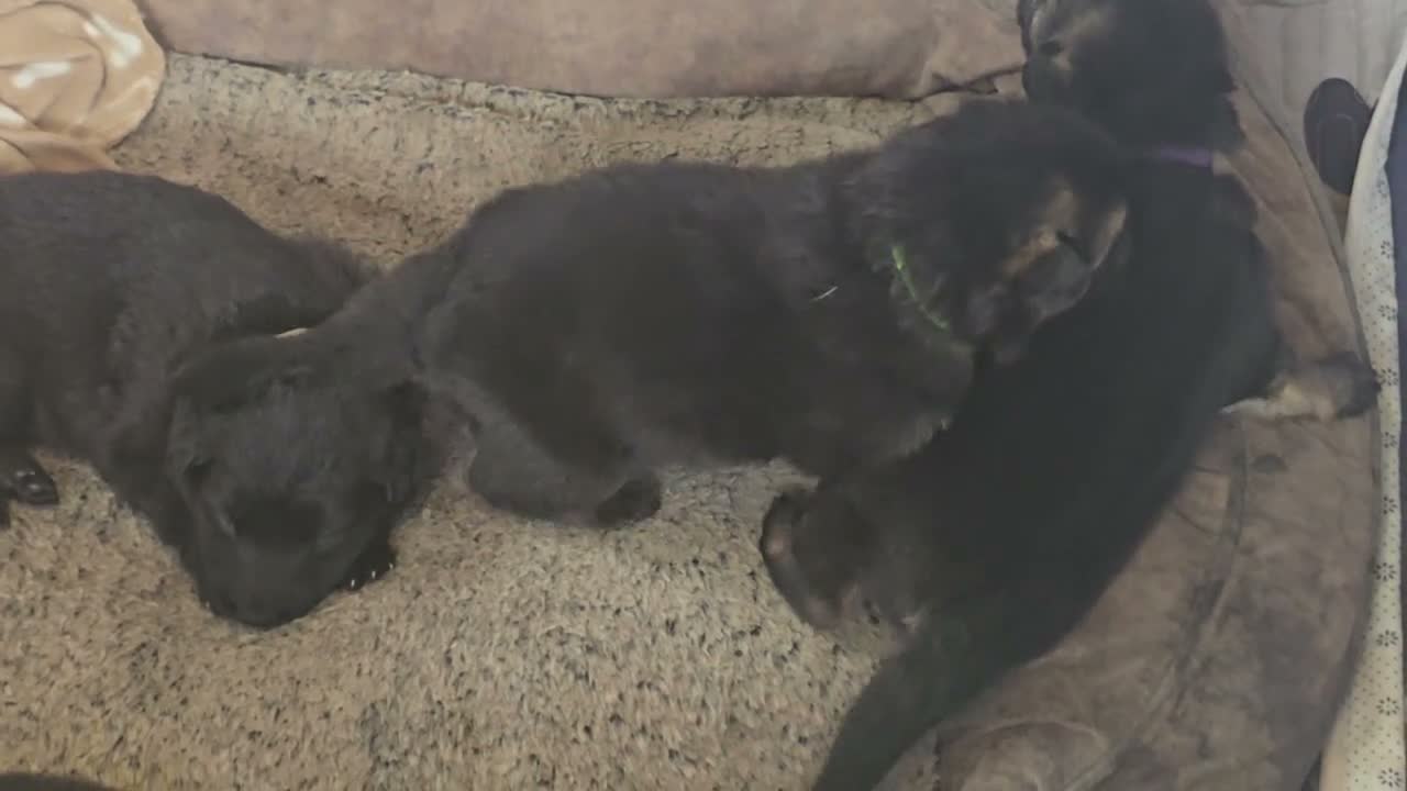 German Shepherd dogs for sale: German shepherd Puppies in Burnley - Video 1