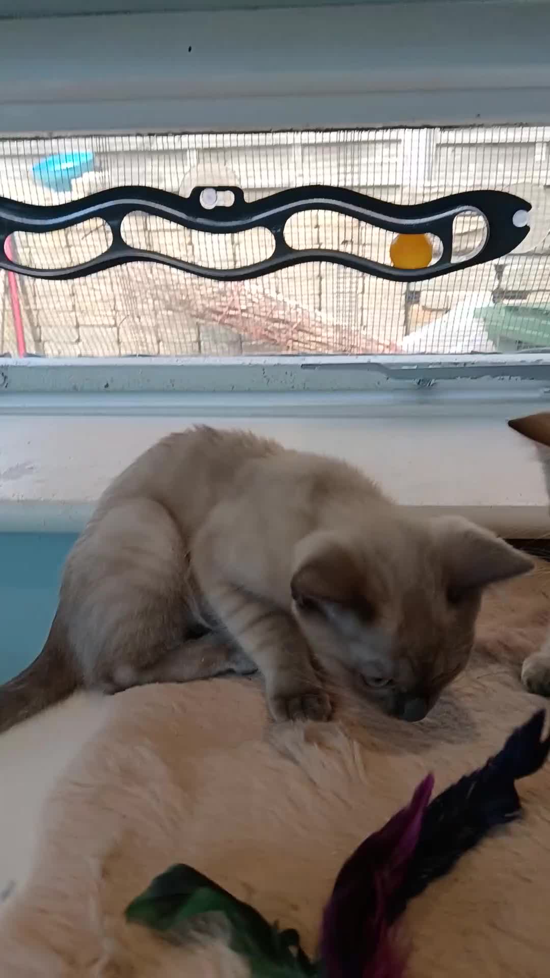 Bengal cats for sale: Tica RG Blue silver snows - Video 2