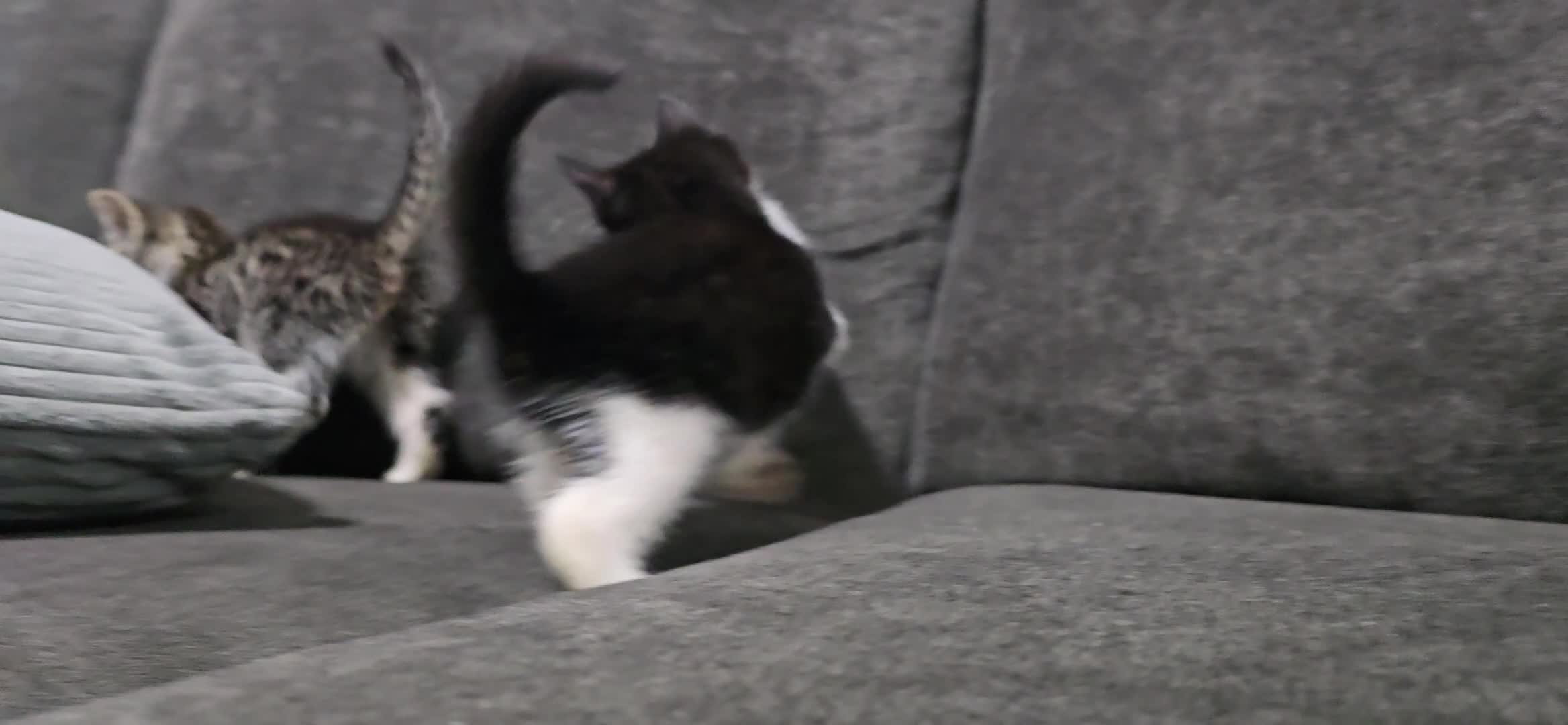 Mixed Breed cats for sale: Two kittens available - Video 3