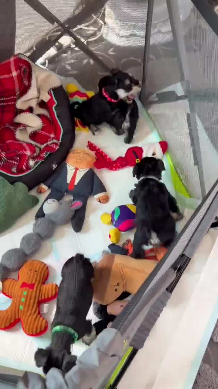 Miniature Schnauzer dogs for sale: 4 beautiful miniature schnauzer  in Dunstable - Video 1
