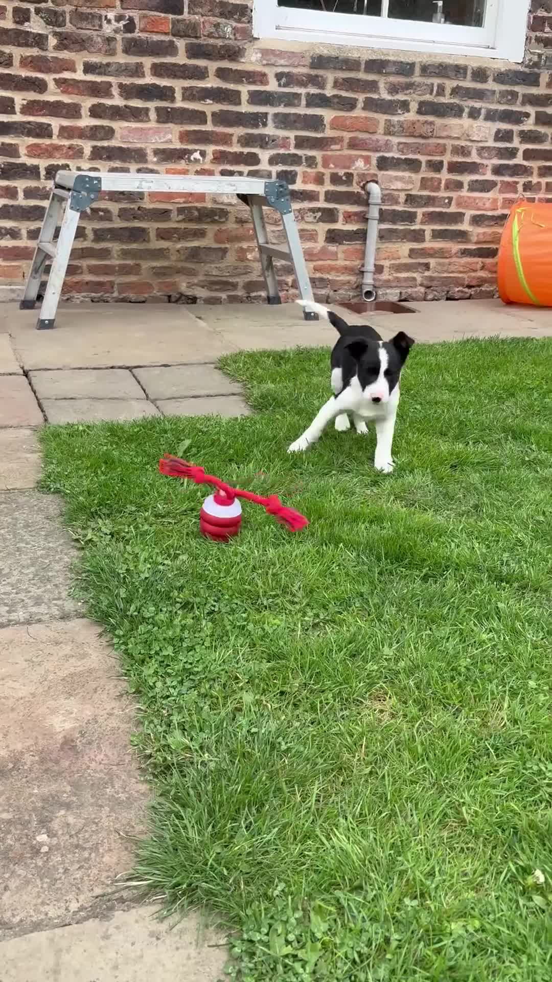 Border Collie dogs for sale: One Wonderful Boy Available - Video 1