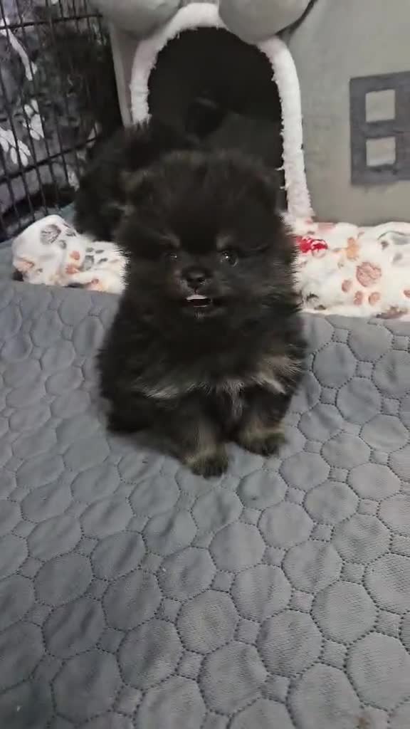 Pomeranian dogs for sale: FULLY VACCINATED.. Champion line, Pomeranian pups - Video 2