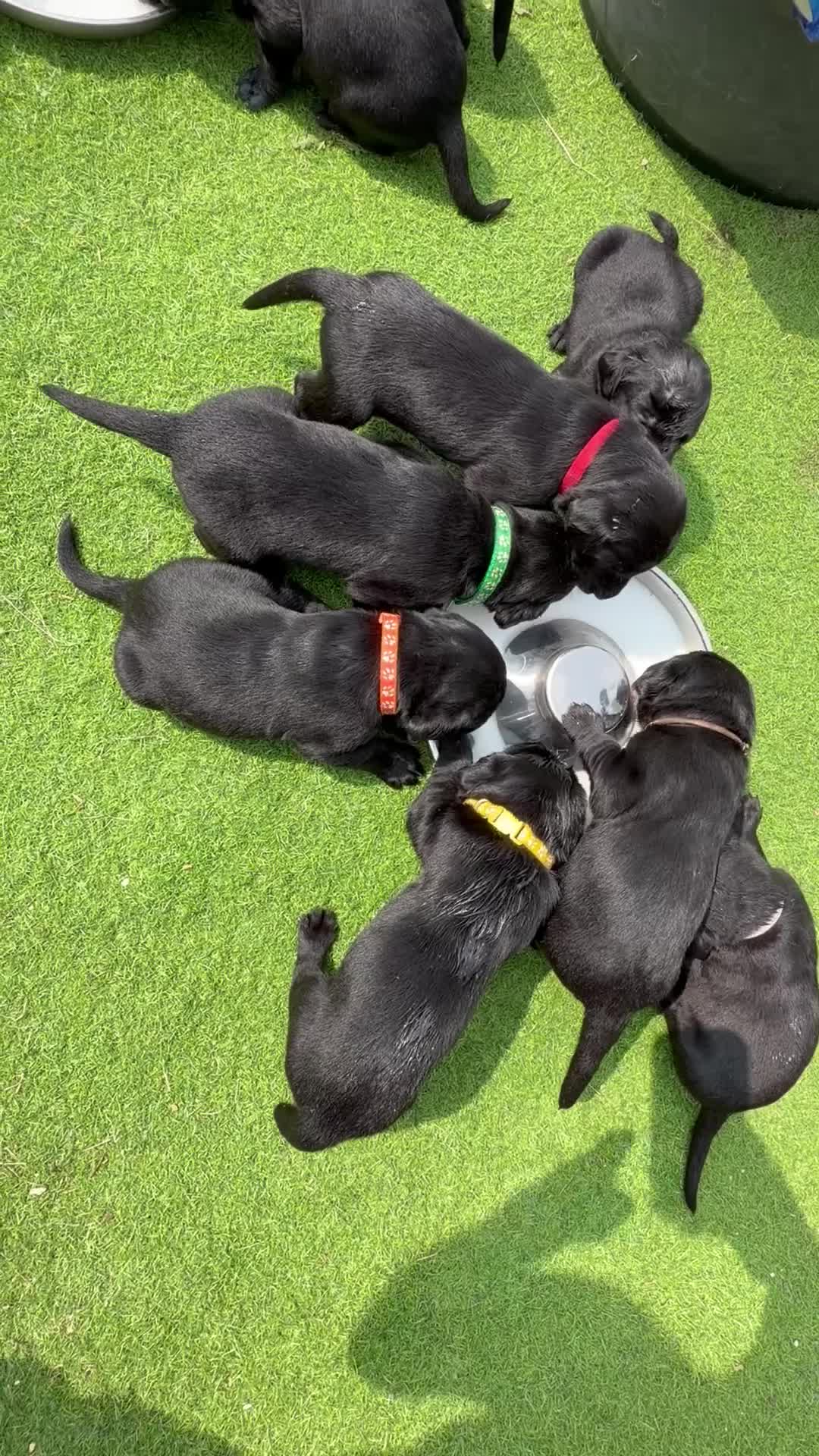 Labrador Retriever dogs for sale: 2 Boys Avaliable now for collection - Video 2