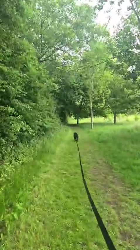 Mixed Breed dogs for adoption: 💙PO💙 5 yo boy- gentle, kind and loving soul in Worthing - Video 4