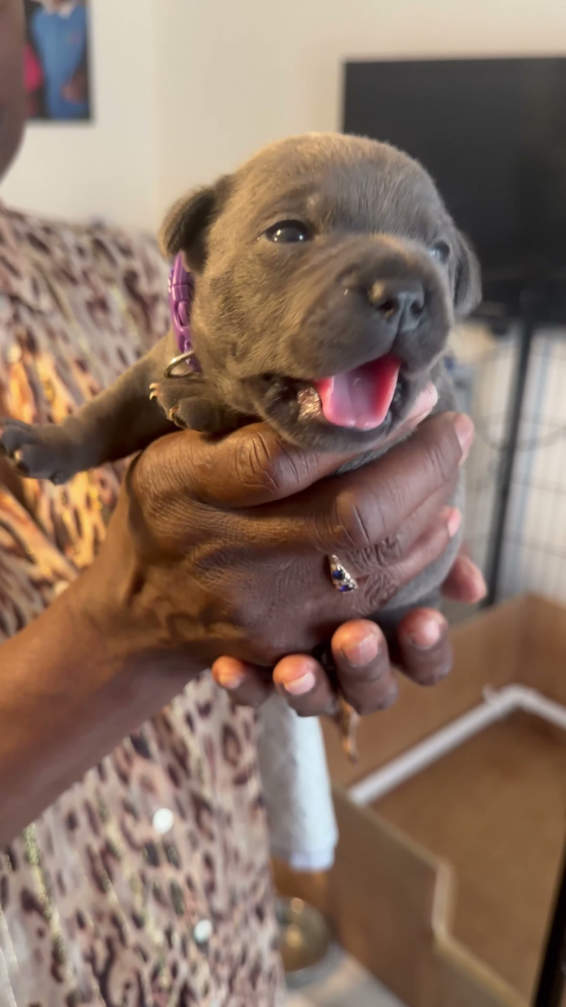 Staffordshire Bull Terrier dogs for sale: (BULLSCAFF) CHAMPION SIRED SBT puppies  - Video 3