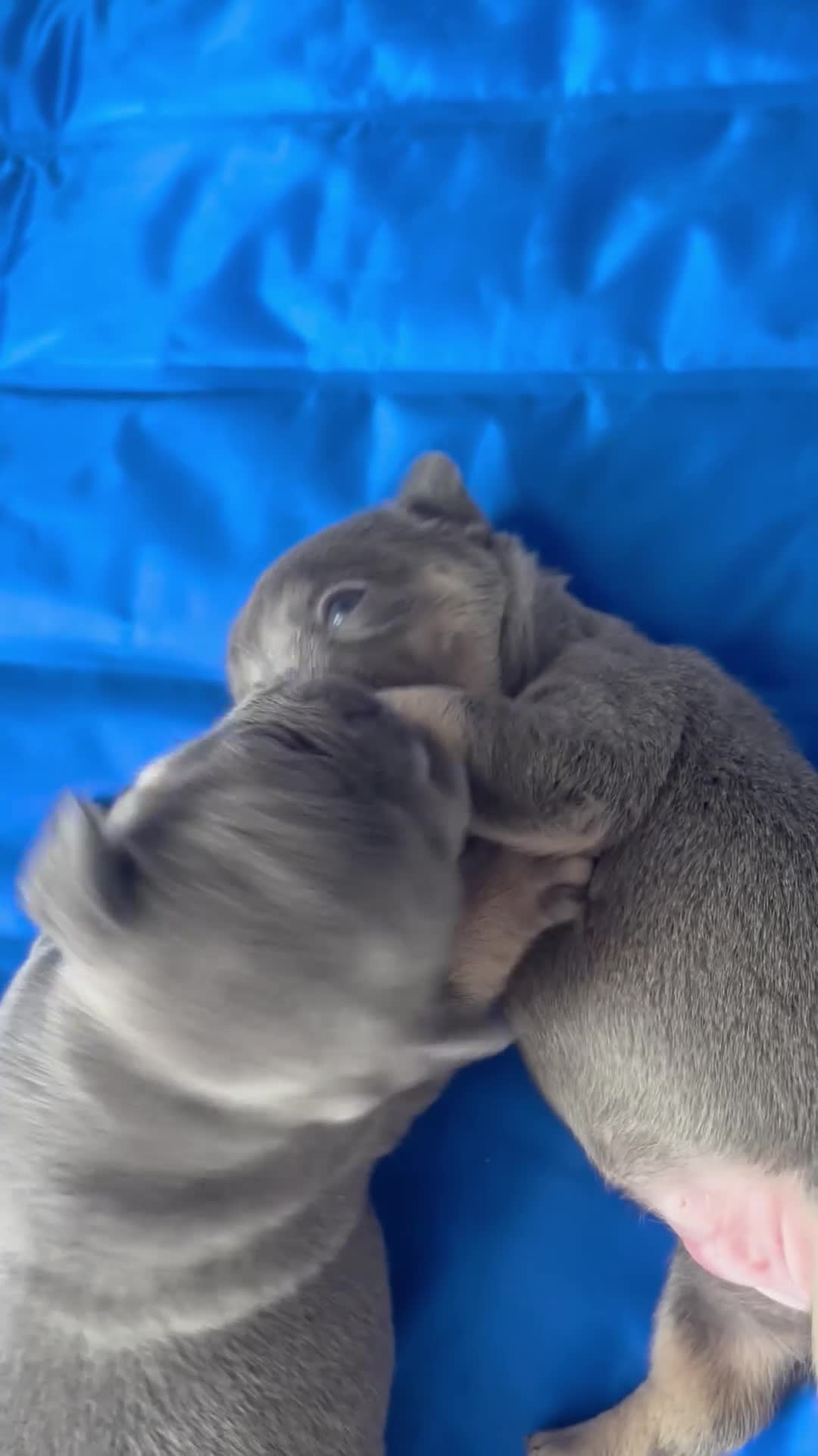 French Bulldog dogs for sale: 3 Female French bulldog puppies  - Video 2