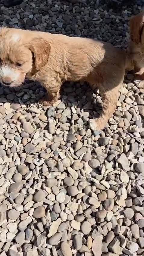 Cockapoo dogs for sale: Hereditary Clear F1 Cockapoos in Doncaster - Video 2