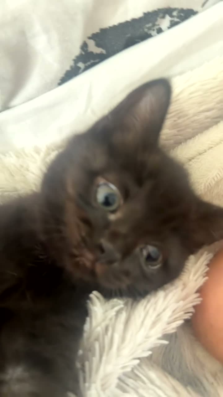 Mixed Breed cats for sale: Beautiful mixed British shorthair kittens - Video 5