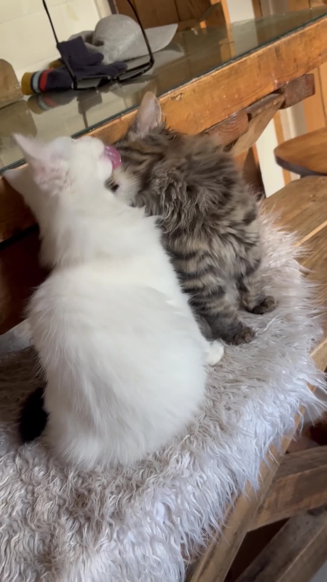 Maine Coon cats for sale: Beautiful rare full maine coon kitten white  - Video 1