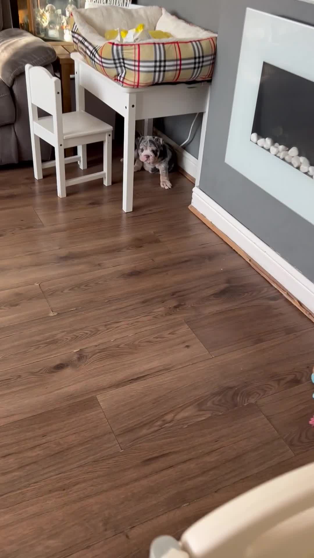 English Bulldog dogs for sale: LAST BOY ENGLISH BULLDOG PUP in South Ockendon - Video 4