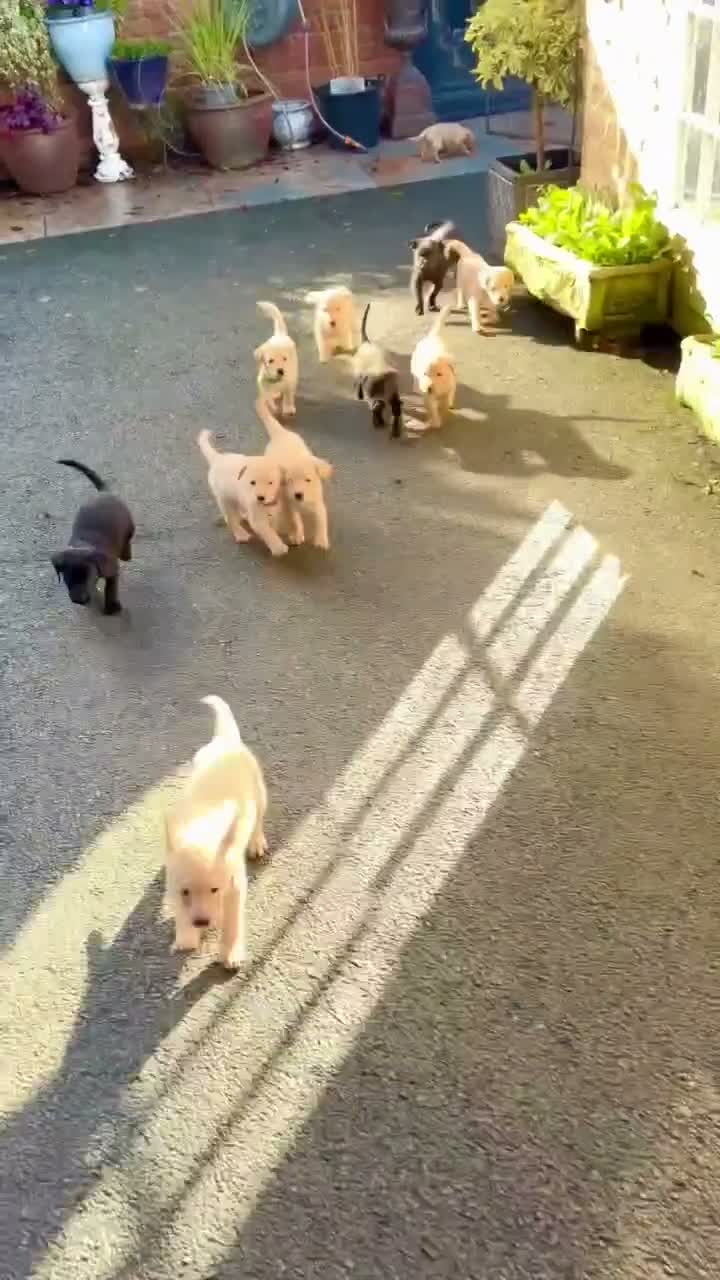 Labrador Retriever dogs for sale: Final 3 boys available 🐾 Pedigree KC Reg labs❤️ - Video 2