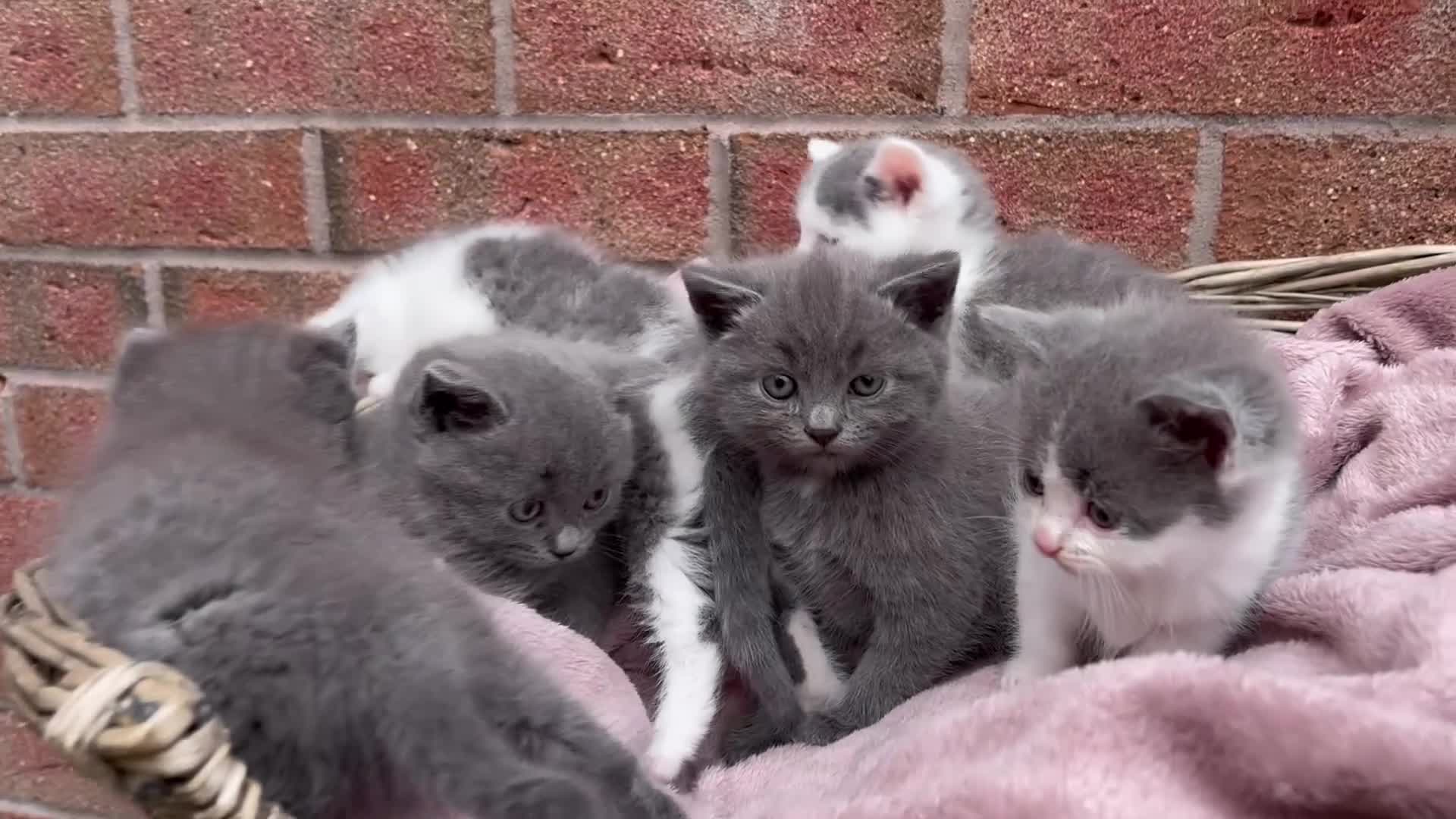 British Shorthair cats for sale: British shorthair kittens  - Video 1