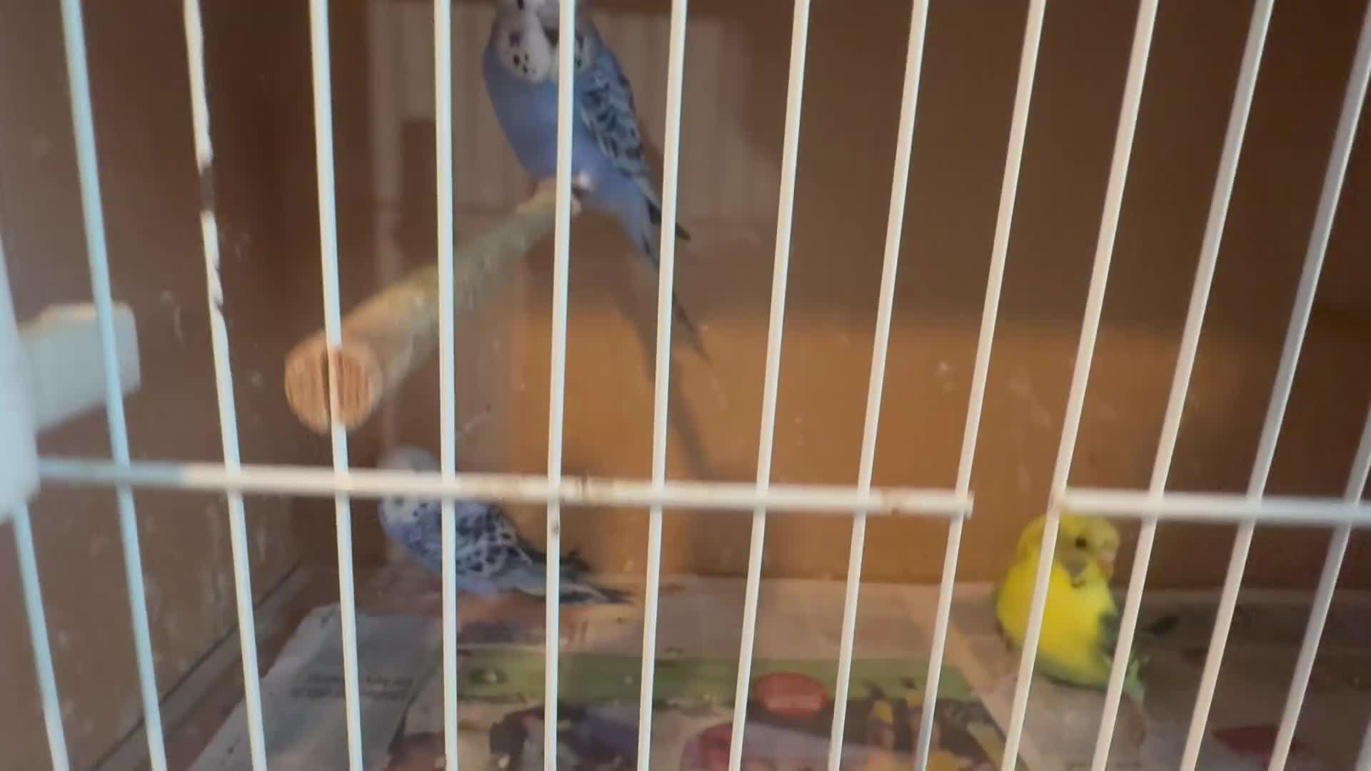 Cockatiels birds for sale: Baby budgies  - Video 1
