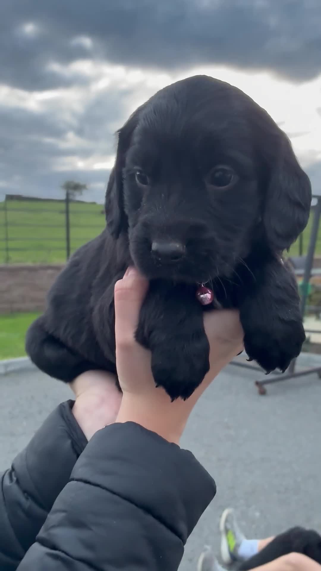 Mixed Breed dogs for sale: Golden retriever / border terrior mix  - Video 3