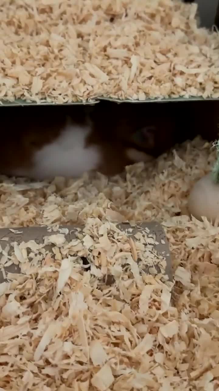 Hamster rodents for sale: Syrian boy hamster  in Chatham - Video 2