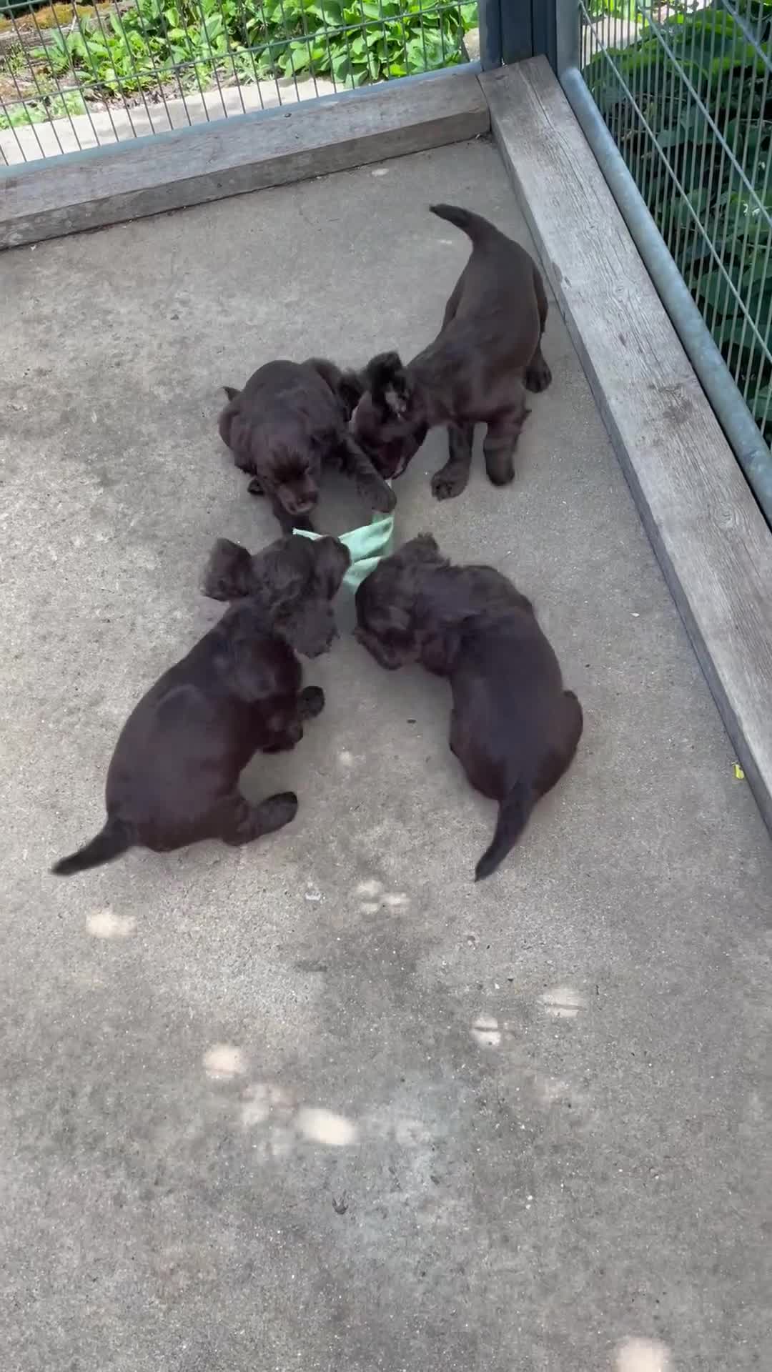 Cocker Spaniel dogs for sale: Super Chocolate Cocker Spaniel dog puppies  - Video 2
