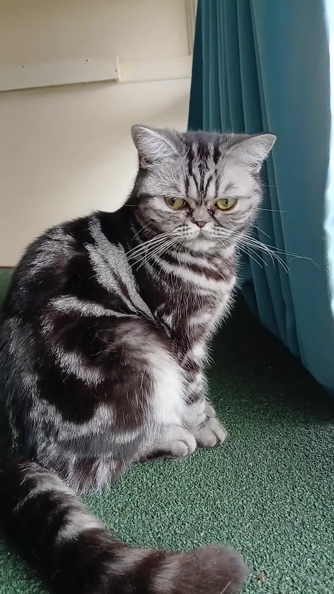 British Shorthair cats for sale: Bsh .Tabby Female as Pet only. - Video 2